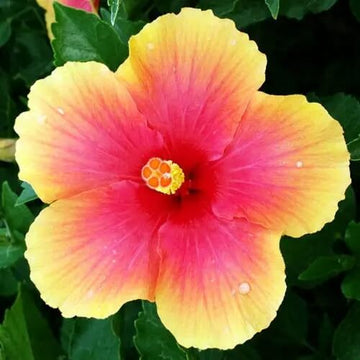 Hibiscus Seeds – Pink Yellow