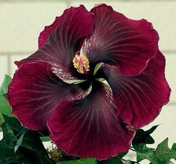 Hibiscus  Seeds – Purple Maroon