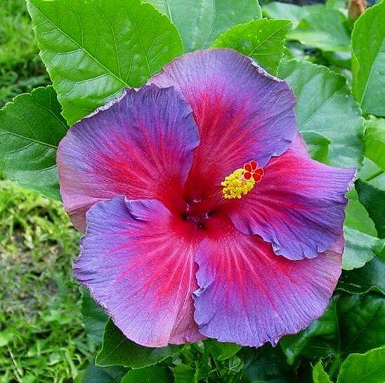 Hibiscus Seeds – Purple Pink