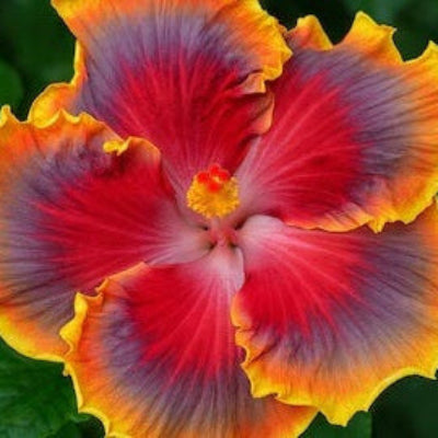 Hibiscus Seeds – Red Purple
