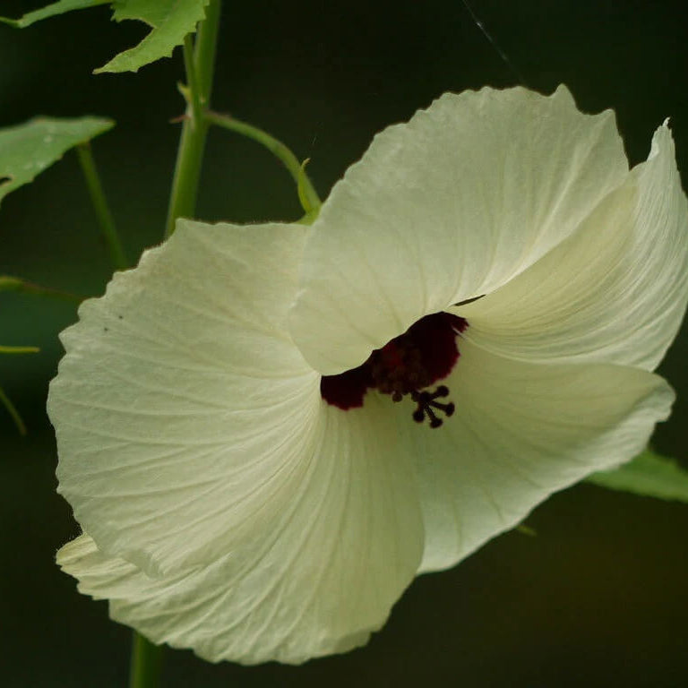 Hibiscus Seeds – Vitifolius