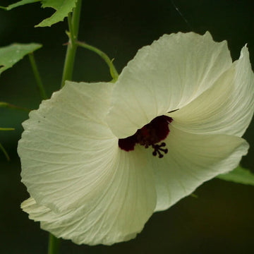 Hibiscus Seeds – Vitifolius