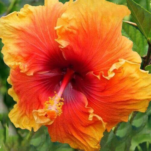 Hibiscus Seeds – Yellow Orange