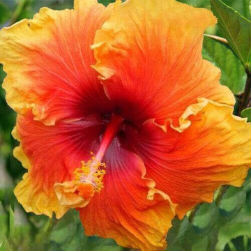 Hibiscus Seeds – Yellow Orange