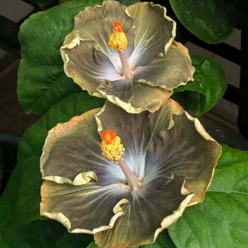 Hibiscus Seeds – Army Green