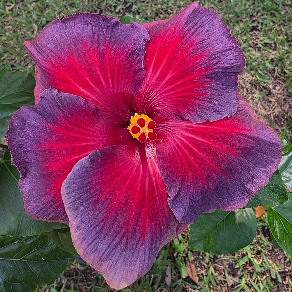 Hibiscus Seeds – Ash Red