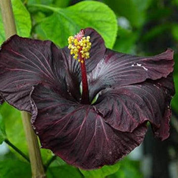 Hibiscus Seeds – Black