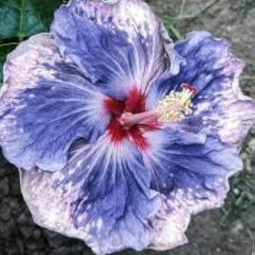 Hibiscus Seeds – Blue White