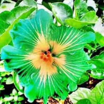 Hibiscus Seeds – Green
