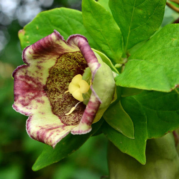 Hibiscus Seeds – Green Purple