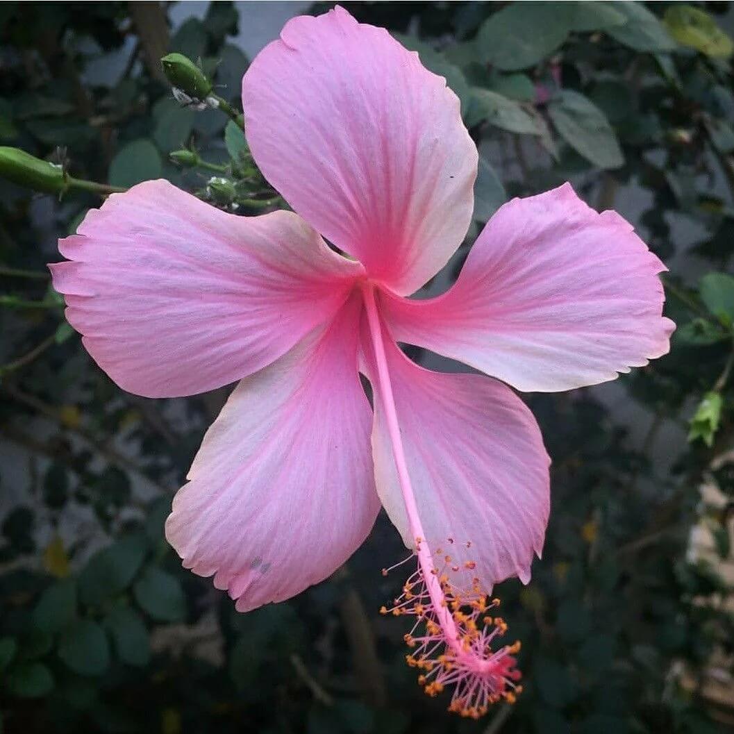 Hibiscus Seeds – Pale Pink