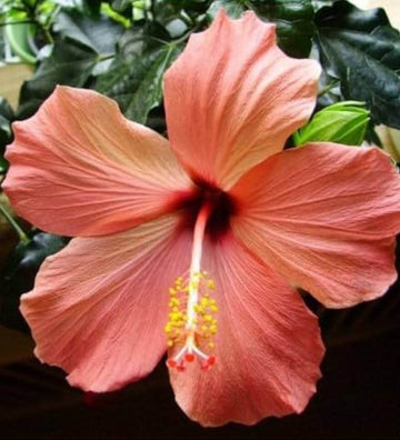 Hibiscus Seeds – Peach