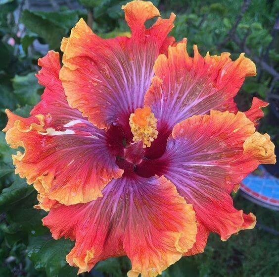 Hibiscus Seeds – Red Purple