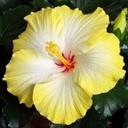 Hibiscus Seeds – White Yellow