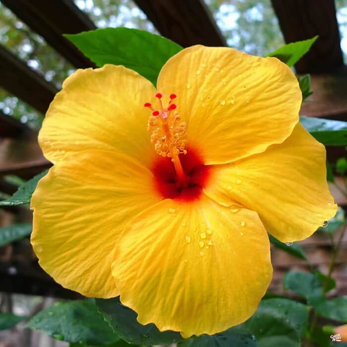Hibiscus Seeds – Yellow