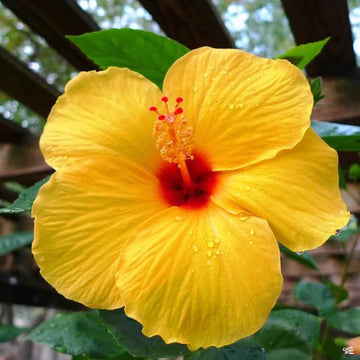 Hibiscus Seeds – Yellow