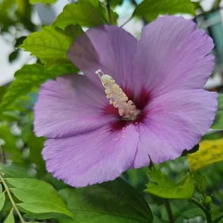 Hibiscus Seeds – Lavender