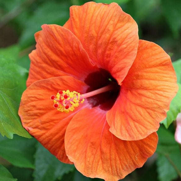 Hibiscus Seeds – Orange