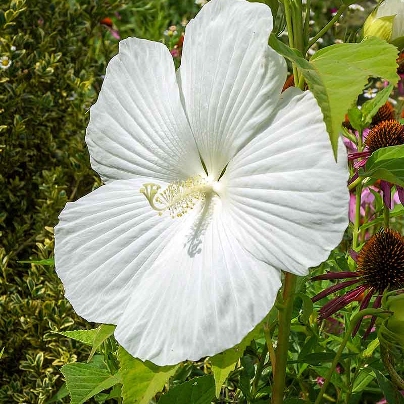 Hibiscus Seeds – White