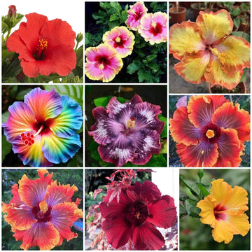 Hibiscus Seeds - All In One For Home Gardens