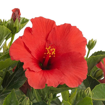 Hibiscus Seeds - All In One For Home Gardens