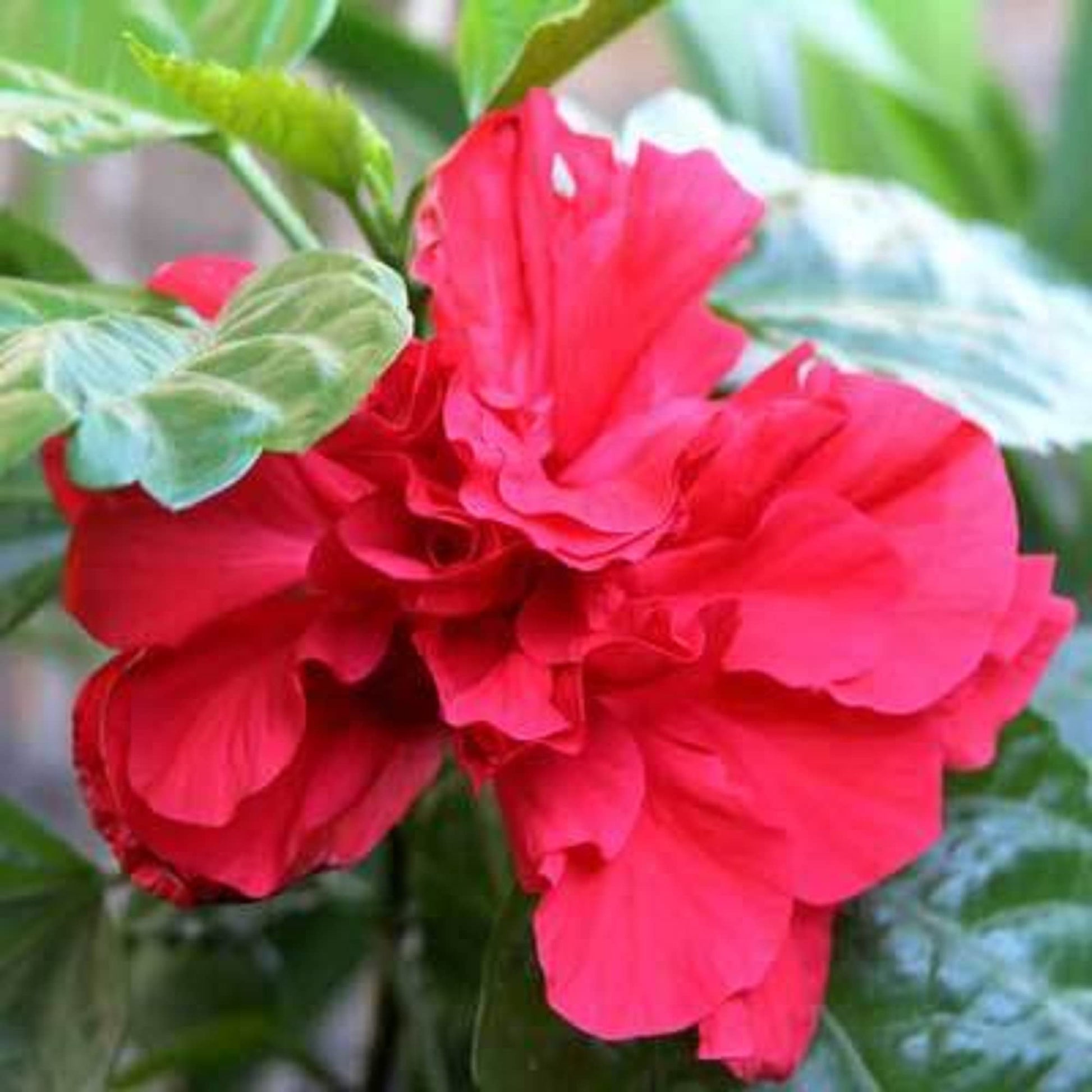 Hibiscus Seeds - Double Red
