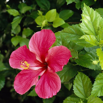 Hibiscus Seeds - Flower Plant for Home Gardens