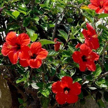 Hibiscus Seeds - Flower Plant for Home Gardens