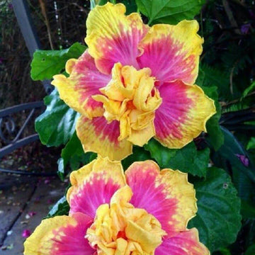 Hibiscus Seeds - Pink Yellow Double
