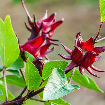 Hibiscus Seeds – Australian Rosella