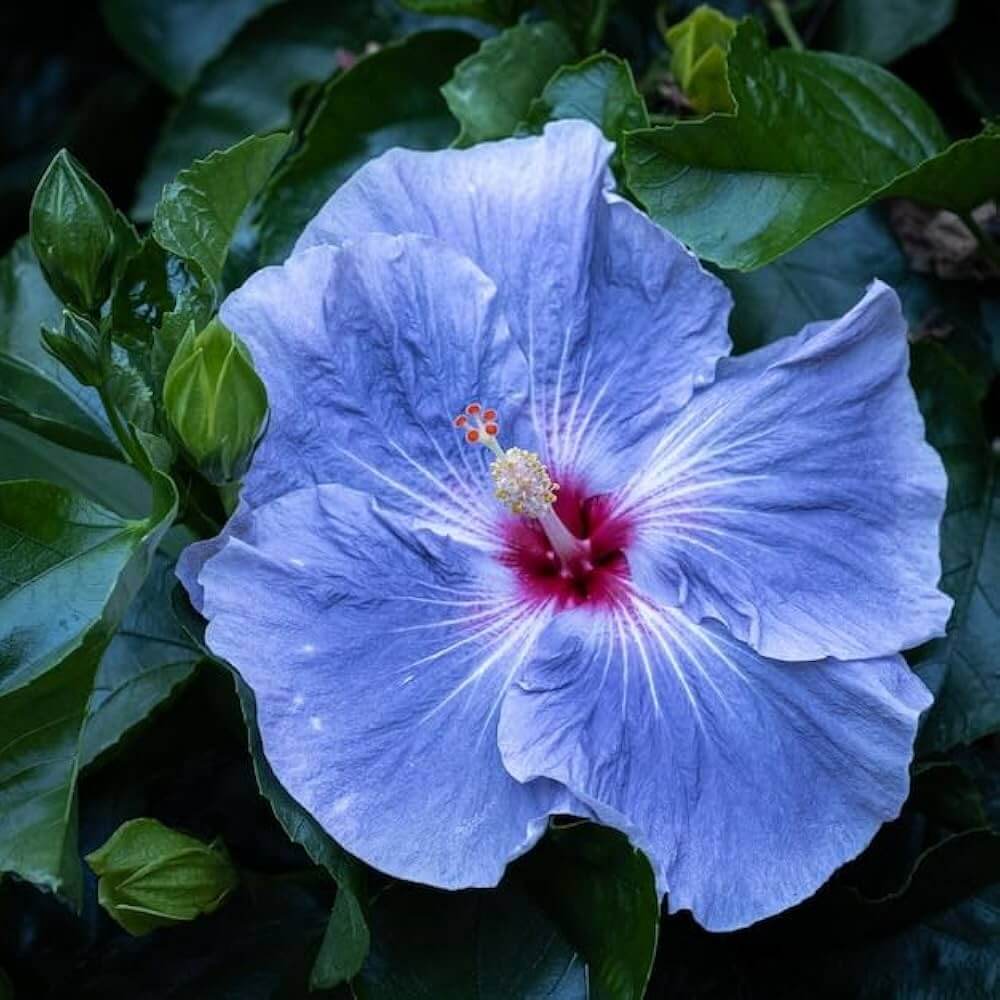 Hibiscus Seeds – Blue White