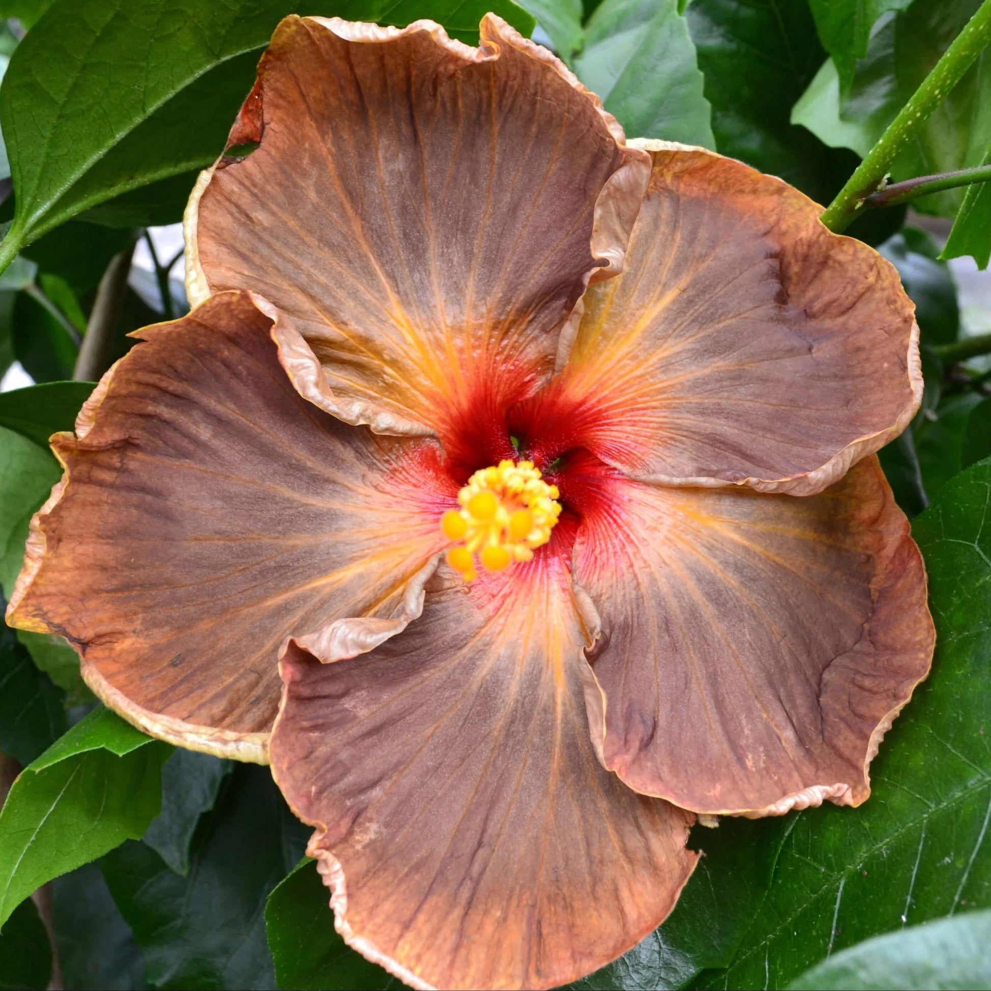 Hibiscus Seeds – Brown