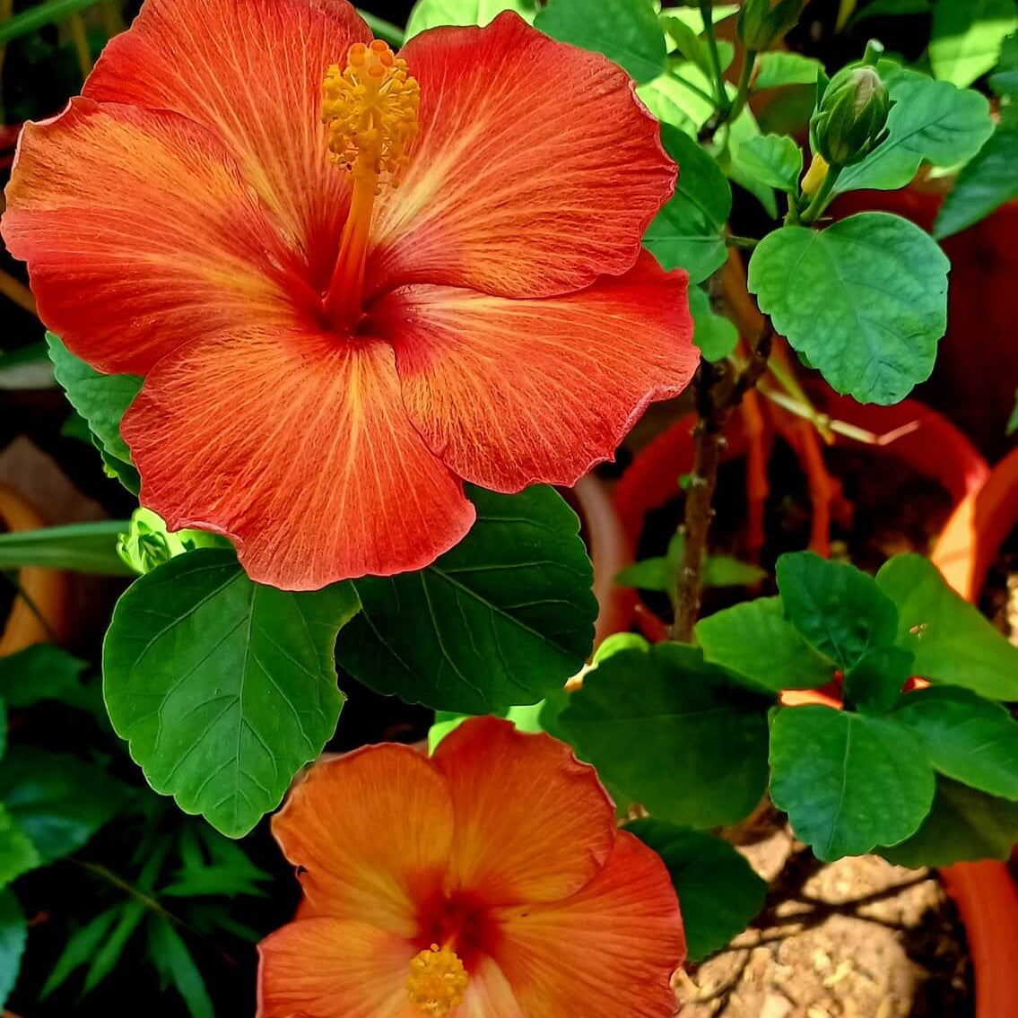 Hibiscus Seeds – Brown Red