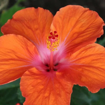 Hibiscus Seeds – Orange