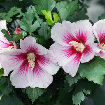 Hibiscus Seeds – Pink White