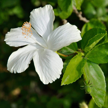 Hibiscus Seeds – White