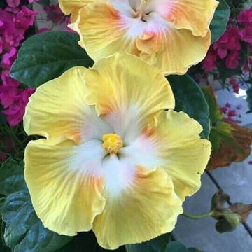 Hibiscus Seeds – White Yellow