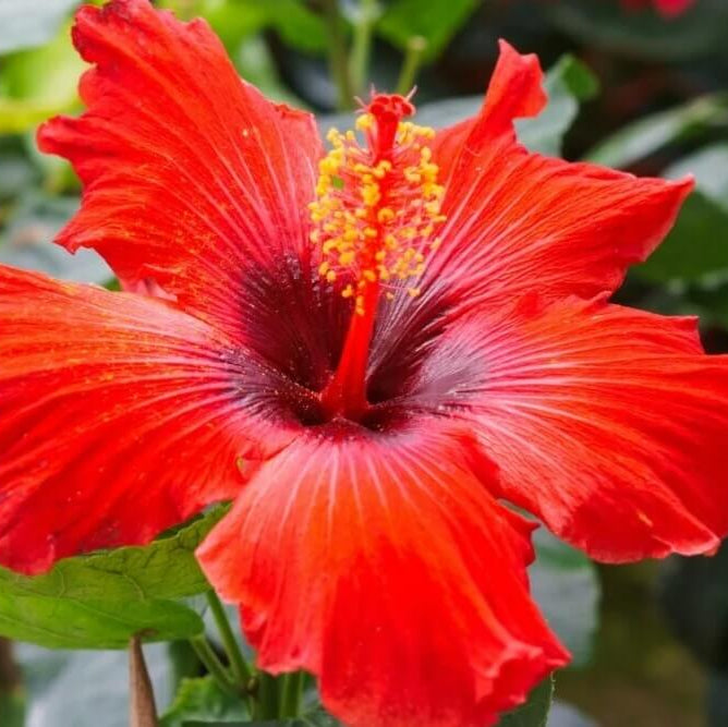 Hibiscus Seeds – Brown Red