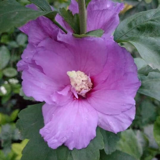 Hibiscus Seeds – Dark Purple