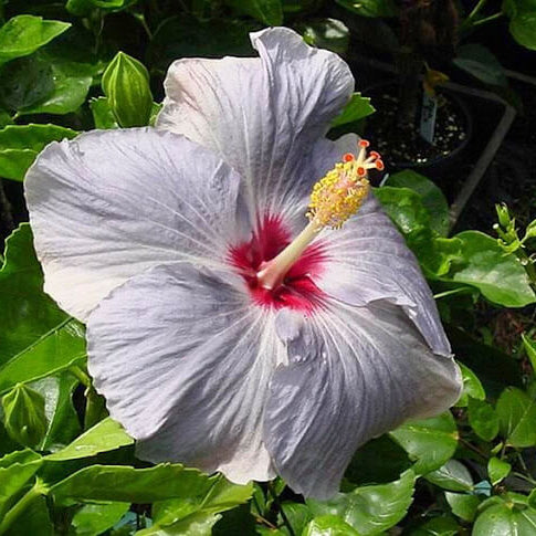 Hibiscus Seeds – Light Grey