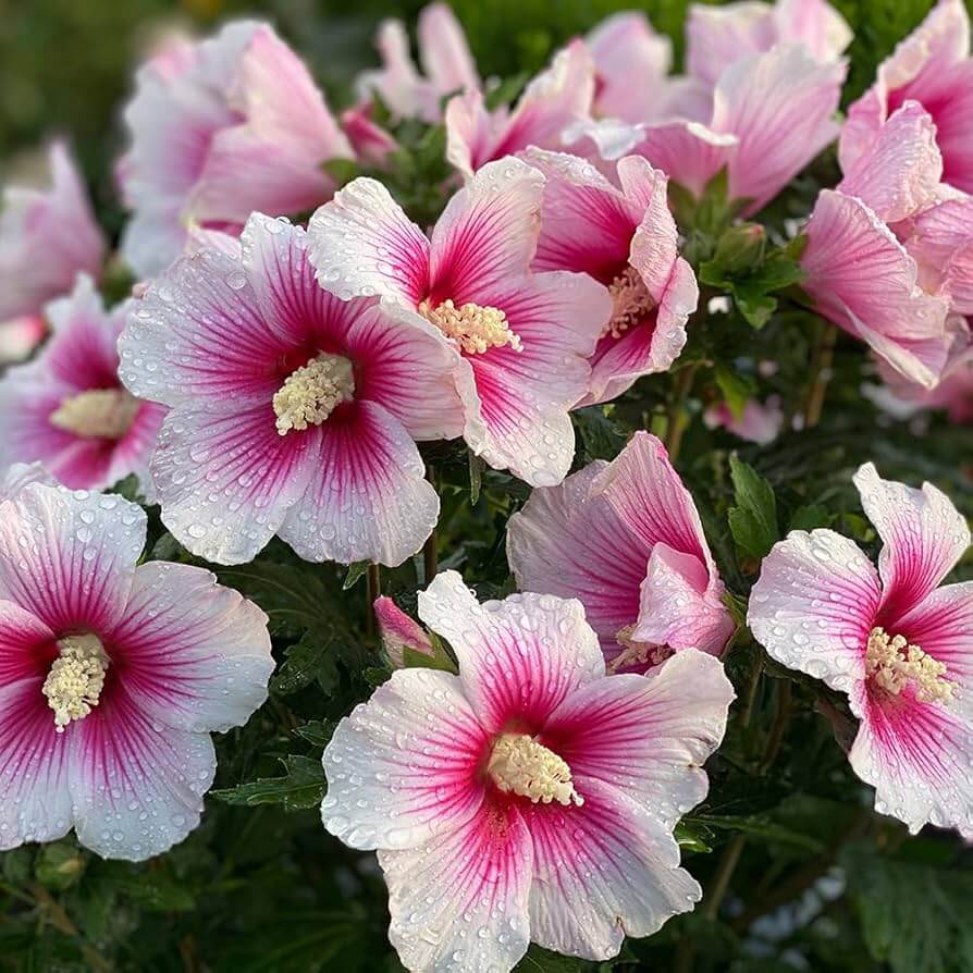 Hibiscus Seeds – Pink White