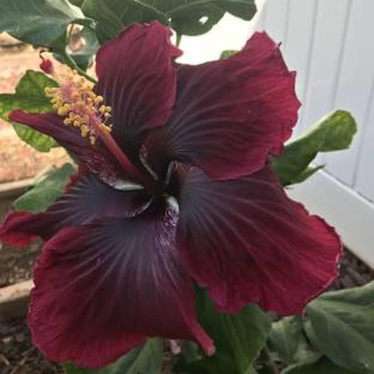 Hibiscus  Seeds – Purple Maroon