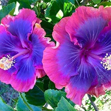 Hibiscus Seeds – Purple Pink