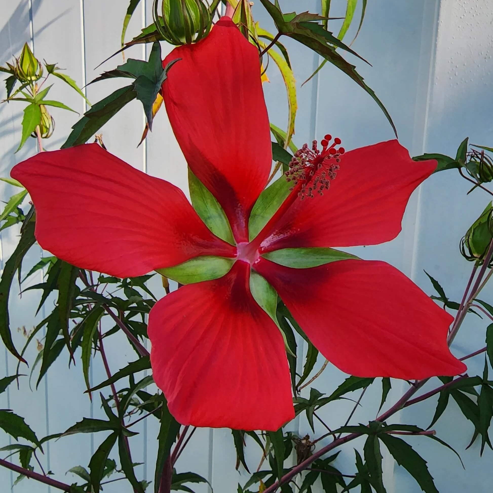 Hibiscus Seeds – Texas Star