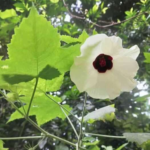 Hibiscus Seeds – Vitifolius