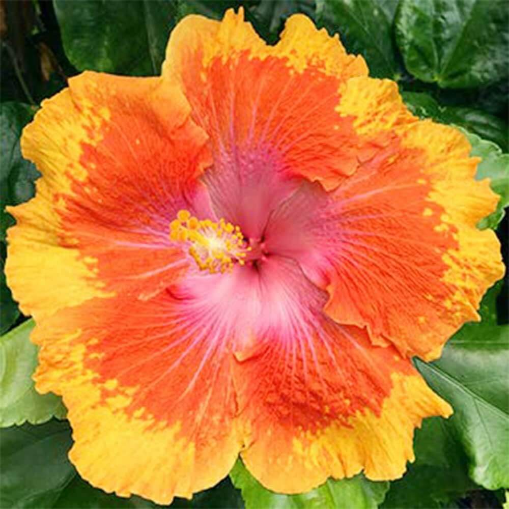 Hibiscus Seeds – Yellow Orange