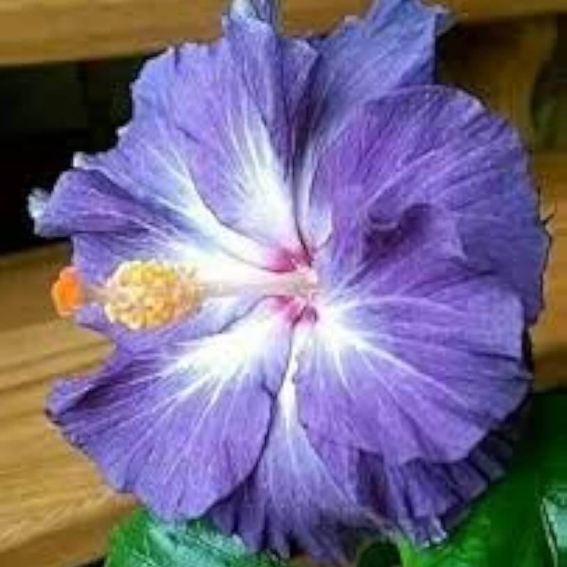 Hibiscus Seeds – Blue White