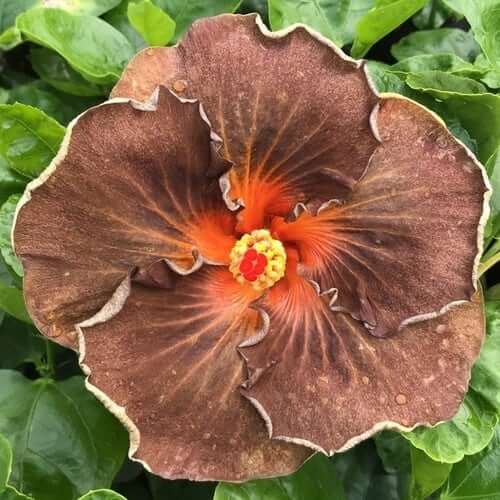 Hibiscus Seeds – Brown
