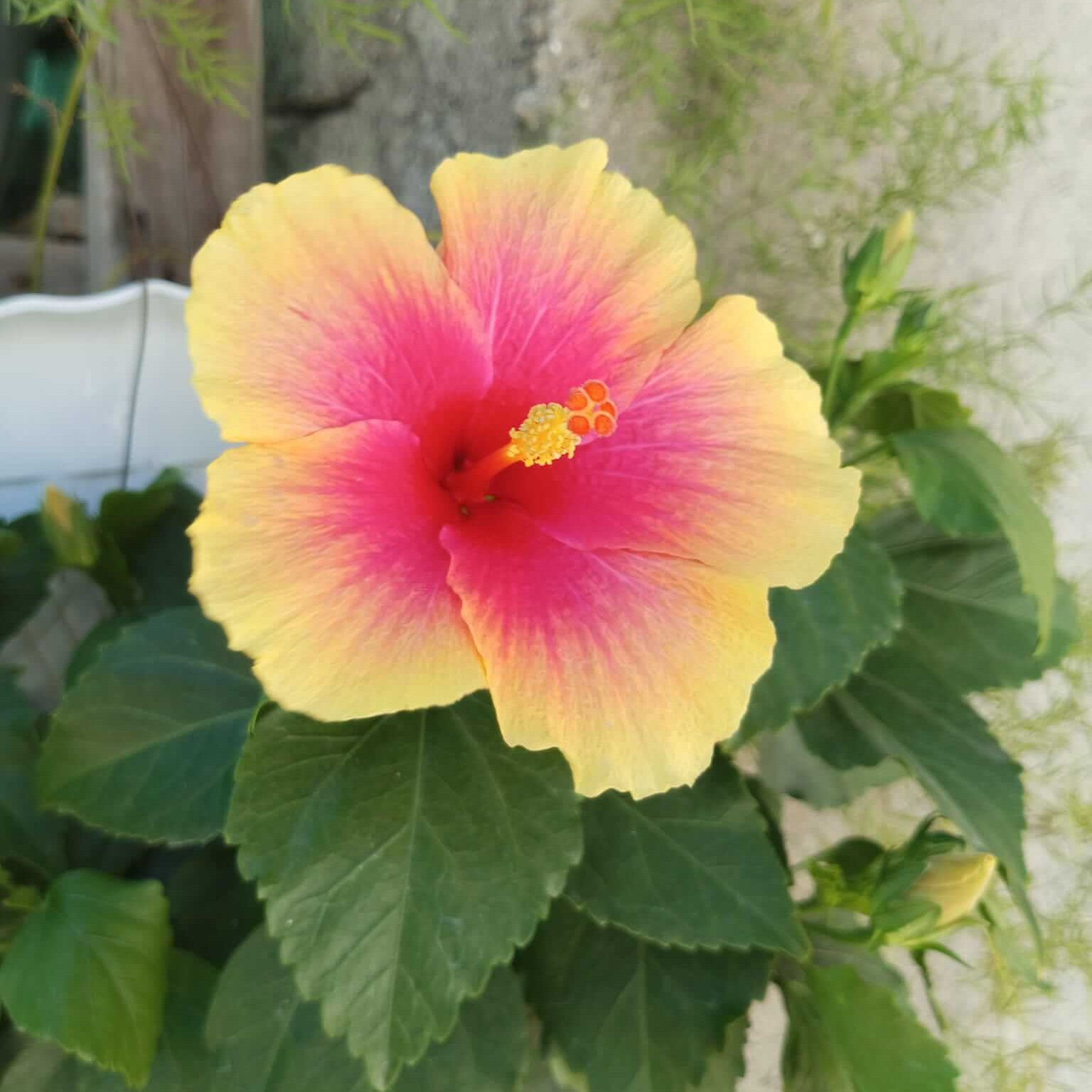 Hibiscus Seeds – Pink Yellow
