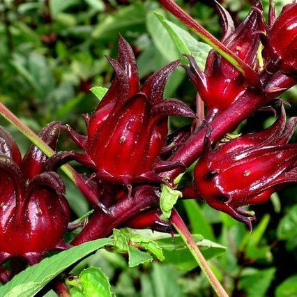Hibiscus Seeds – Australian Rosella